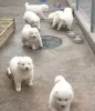 Дополнительные фото: Щенки самоеда.