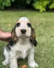 Фото №1. английский кокер-спаниель - купить в Эркрат за 32468₽. Объявление №153764