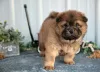 Фото №2 к объявлению №158655 о продаже чау-чау - купить в Объединенных Арабских Эмиратах 