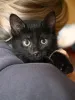 Дополнительные фото: Ищут своё счастье котодетки Фунтик и Кола