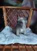 Дополнительные фото: Милые щенки французский бульдог.