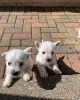 Дополнительные фото: Доступны щенки йорки чистой породы