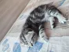 Фото №3. Шотландские котята. Беларусь