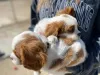 Фото №3. Cavalier-King-Charles-Welpen zur Adoption! Wir freuen uns, Ihnen unseren.  Германия