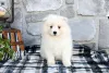 Фото №3. Puppy KC зарегистрировал Самоид..  США