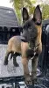 Фото №3. Chiots Berger Belge в продаже.  Франция