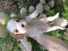 Дополнительные фото: Щенки Кавалер-Кинг-Чарльз-Спаниель.