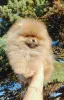 Дополнительные фото: Pomeranski Mini Shpic Pomeranian Spitz Померанские Мини шпицы
