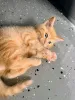 Фото №3. Рыжий котёнок срочно отдать. Финляндия