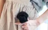Фото №2 к объявлению №177585 о продаже пуделя (той) - купить в Германии заводчик