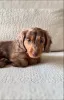 Фото №3. Dachshund щенки для продажи.  Швейцария
