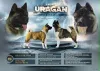 Дополнительные фото: Щенки американской акиты