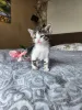 Фото №2 к объявлению №136607 о продаже европейская короткошерстная - купить в Австрии частное объявление