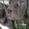 Дополнительные фото: На продажу щенки Cane Corso