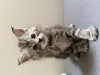 Дополнительные фото: Маленькие котята мейн-кун, мальчик и девочка, уступают дорогу