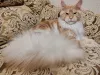 Дополнительные фото: Котенок мэйн-кун