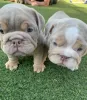 Фото №1. английский бульдог - купить в Риме за 231918₽. Объявление №141308