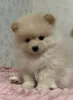 Дополнительные фото: Щенки шпиц