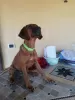 Дополнительные фото: Продаются щенки породы Родезийский Риджбек (Rhodesian Ridgeback)