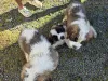 Фото №1. сенбернар - купить в Швехат за 79780₽. Объявление №172431