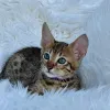 Фото №3. Саванна котята. Венгрия