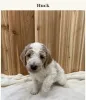 Фото №3. Koningspoedel-puppy's (Standard Poodle) stuur me een bericht via WhatsApp op 44.  Бельгия