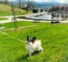 Дополнительные фото: Папийон, Papillon