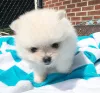 Фото №2 к объявлению №147481 о продаже померанского шпица - купить в США частное объявление