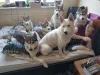 Дополнительные фото: Щенки сибирского хаски