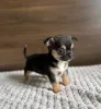 Дополнительные фото: Teacup Chihuahua Puppy для усыновления
