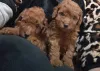 Фото №1. пудель (той) - купить в Траншея за договорная. Объявление №160873