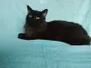 Дополнительные фото: Ищет дом замечательный котик Бруно!