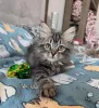 Фото №3. Последний помет сибирских кошек набирает обороты!. Украина