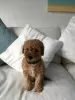 Дополнительные фото: Миниатюра Goldendoodle F1b готова присоединиться к своему новому и вечному дому