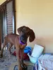 Дополнительные фото: Продаются щенки породы Родезийский Риджбек (Rhodesian Ridgeback)