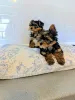 Фото №3. Our lovely girl have 4 beautiful Yorkshire Terrier puppies available ( 1 girl.  Нидерланды
