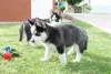 Фото №3. Blauäugige Siberian Husky Welpen suchen ein neues Zuhause.  Германия