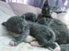 Фото №3. Экзотические русские голубые котята 100% гарантия здоровья TICA Reg. Латвия