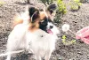 Дополнительные фото: Папийон, Papillon