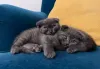 Фото №3. Шотландский вислоухий котенок голубого окраса. США