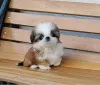 Дополнительные фото: Teacup Shih tzu щенки