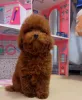 Фото №3. Азиатский той-пудель (корейский и китайский).  Бельгия