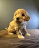 Дополнительные фото: Süßer Maltipoo