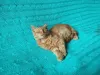 Дополнительные фото: Рыжий, честный, влюбленный Лион