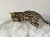 Дополнительные фото: Шикарные Бенгальские котята