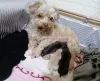 Дополнительные фото: Щенки Болонки Цветной