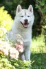 Фото №3. Подрощенные щенки Siberian Husky.  Украина