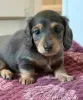 Фото №3. Preciosos cachoros de Dachshund en Venta.  Португалия