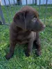 Фото №3. Продаются здоровые щенки лабрадора-ретривера, чистокровные, игривые и для.  Германия