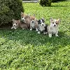 Дополнительные фото: Welch Corgi Pembroke